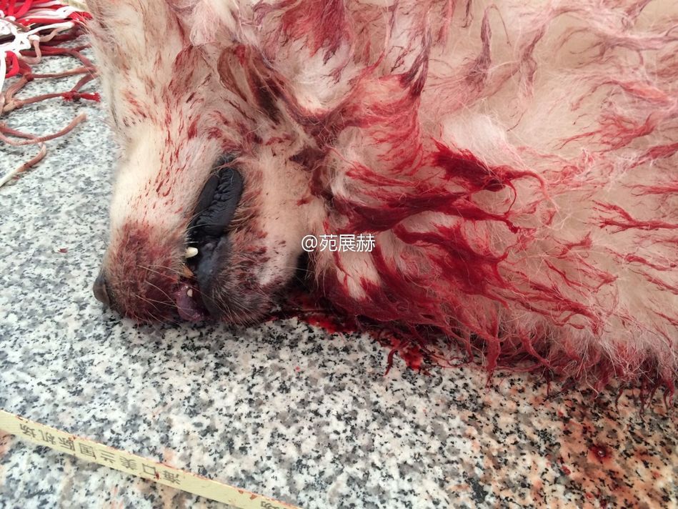 小狗吐血死亡是什么原因-我家狗死了为什么会