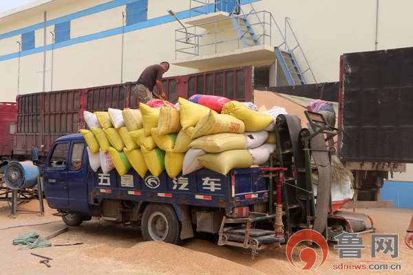 用四百吨小麦可以磨出面粉340吨,这种小麦的出
