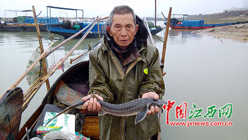 星子县77岁老渔民误捕中华鲟 屡次放生屡次进