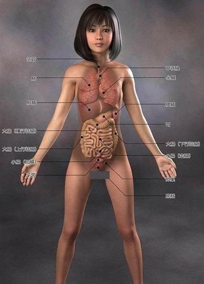 3d女医学人体解剖图