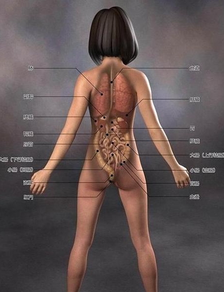 3d女医学人体解剖图