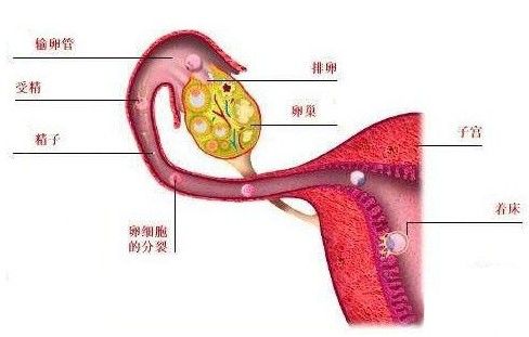 卵巢是女性生殖系统核心卵巢结构图