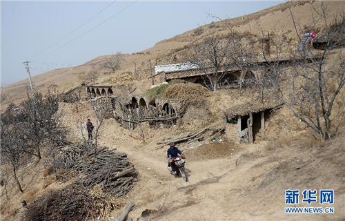 一亩地能八棵巨峰葡萄_农村一亩地一年收入