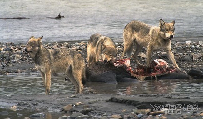 实拍棕熊大战饥饿狼群后 共享驼鹿大餐(组图)_科技频道_凤凰网