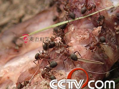 揭秘食人蚁:隐藏蚂蚁山 吃掉一队日本兵?