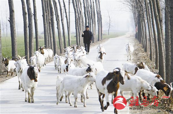 平舆县:大力发展养羊业 农民走上致富路