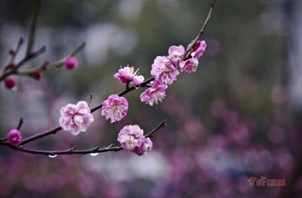 生活 最佳赏花期:4月 地点:敬亭山 杜鹃花,又名映山红,是中国十大名花