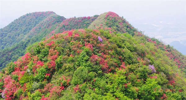 登泾县黄子山,赏杜鹃花