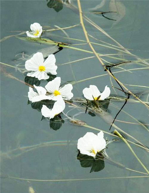 丽江的水性杨花