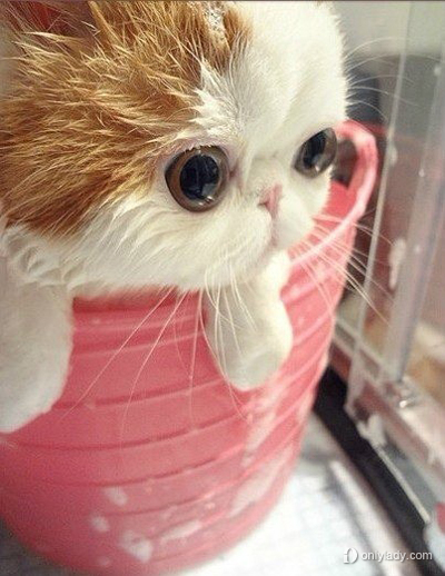 卖萌加菲猫洗澡全过程