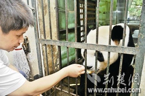 资讯 凤眼观楚 > 正文   近日,四川大熊猫"锦意"在借养给郑州动物园