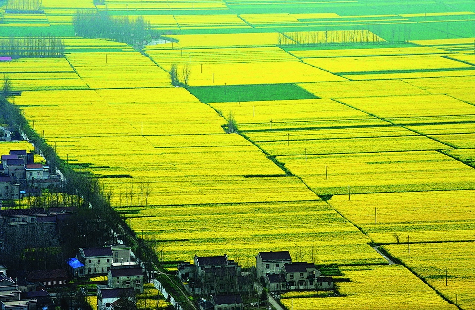 安庆望江50万亩油菜花竞相开放:美丽田园花似