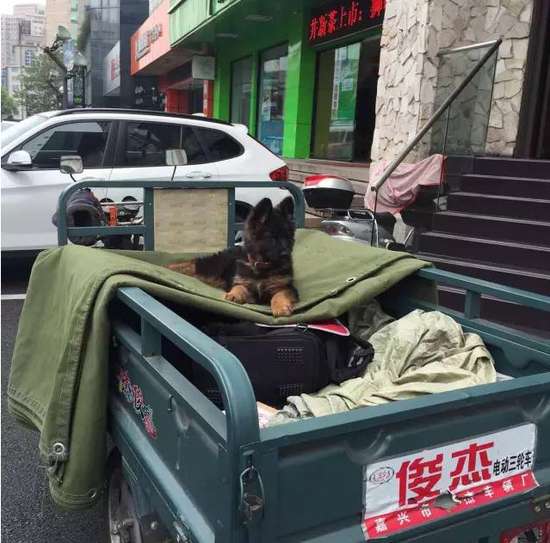 小田的黑背狗 林森 攝