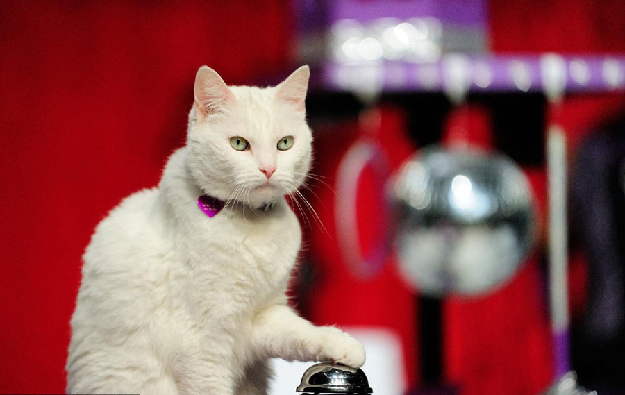 喵星人是堕落还是潜伏? 美国杂技团驯化猫咪表