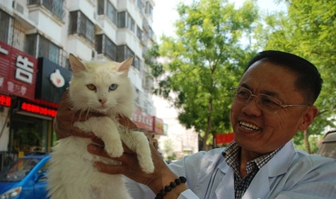 为17只临清狮猫寻归宿 爱心人士可免费领养