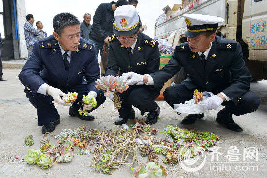 烟台截获销毁一批非法进境种苗货值近20万src="http://y3.ifengimg.com/1bf88c215d95f984/2015/0513/re_5552ef374349d.jpg"