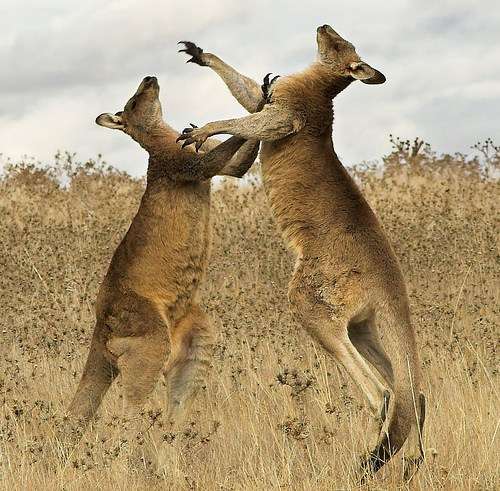 揭秘澳洲13种最令人恐惧动物