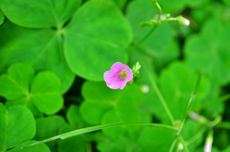 花香弥漫丹霞山,最美人间四月天