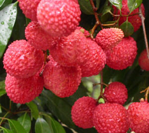 不如长作岭南人 广州周边摘荔枝全攻略--即墨经