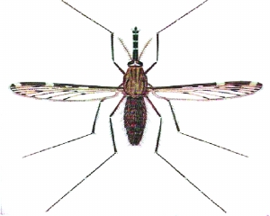 南京 | 叮一口痒三天 探秘为什么今年的蚊子特别