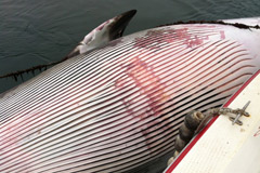 大连海域现鲸鱼尸体