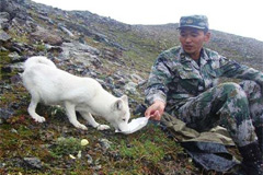 在海拔最高哨所陪战士守疆的白狐
