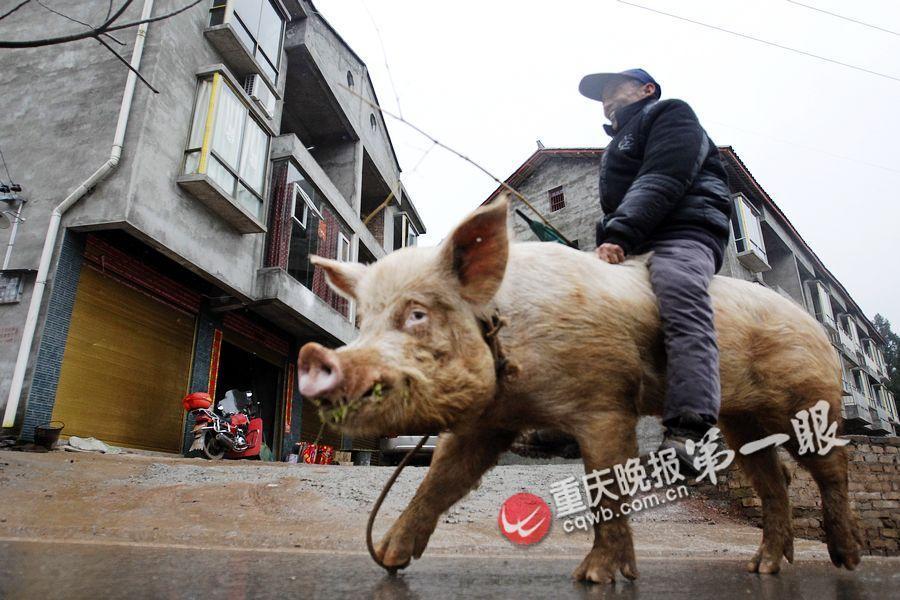 当地居民称,对于蒋大爷遛猪一事已见怪不怪了.