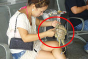 美女当众拿出胸罩弄了起来