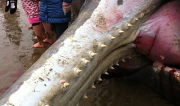 4头巨鲸搁浅江苏海滩 全部死亡