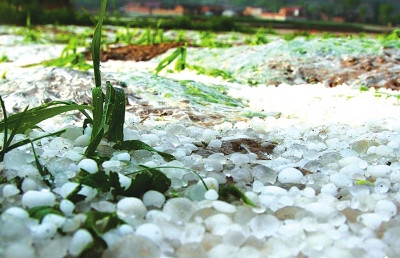 天水张家川县:强降雨冰雹袭击农作物受灾严重