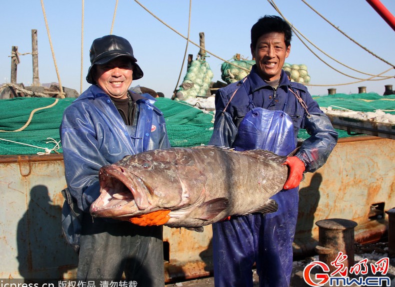 浙江舟山渔民捕获特大野生海鲫鱼_海南频道_
