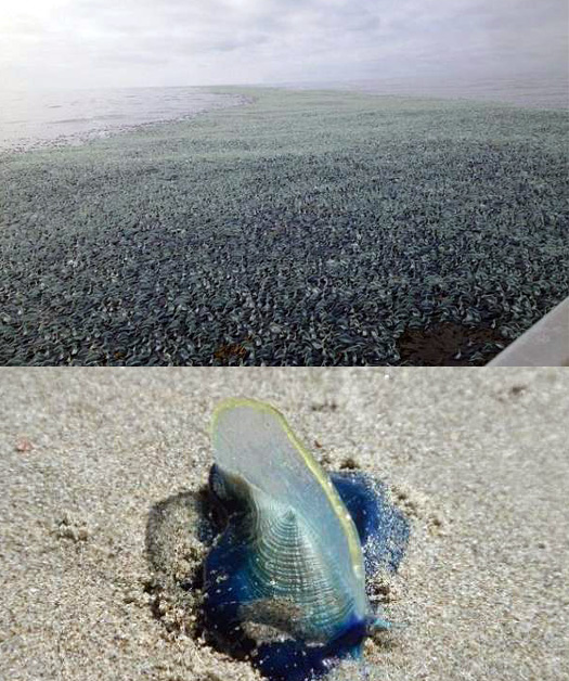 美国西海岸海滩神秘生物大量来袭