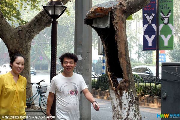 南京 梧桐树 腐烂后 沦为垃圾箱 _海南频道_凤凰