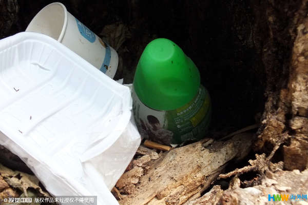 南京 梧桐树 腐烂后 沦为垃圾箱 _海南频道_凤凰