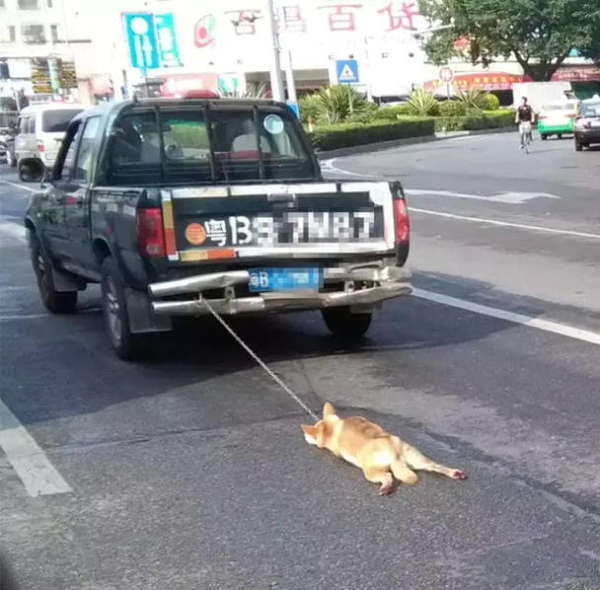 深圳货车司机把小狗绑在车尾拖死