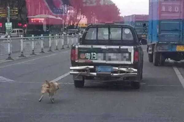 深圳货车司机把小狗绑在车尾拖死