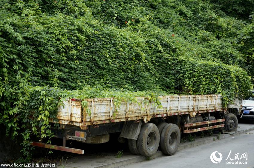 湖北十堰现"最牛僵尸车"藤蔓爬满车身