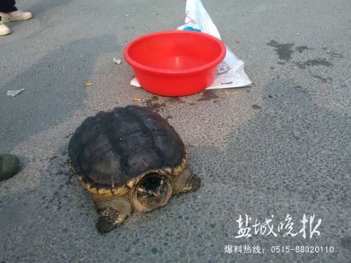 一巨龟惊现盐城街头 重达11.5公斤_江苏频道_
