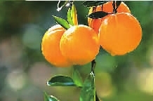 rdn_56726c0da13c1.jpg