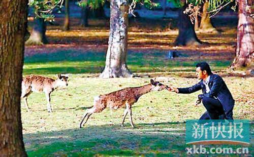 金城武隐居半年 现身日本“喂鹿”