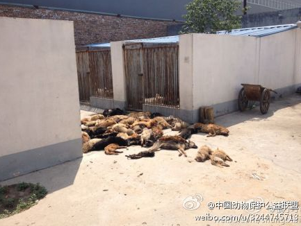 網友@鶴小小 微博爆料，犬只收容所內數十條狗狗被熱死