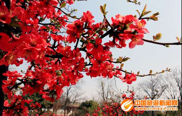 四川成都市郫县3月举办第7届海棠节 旅游专线
