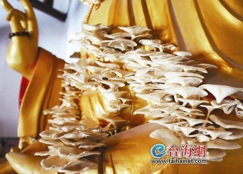 观音像长出百余朵蘑菇似“祥云”引围观(组图)