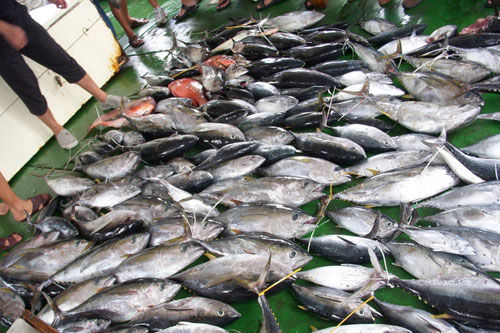 中国南海渔业遭他国滥捕 越南捕捞量超中国366倍