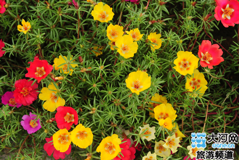 花海无边 绿博园看死不了的太阳花