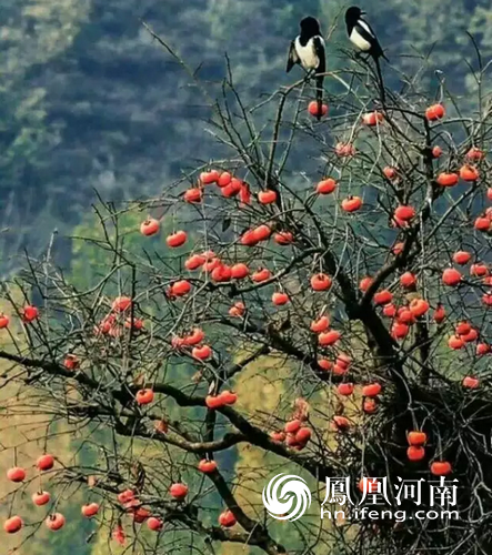 柿可以组什么成语_柿柿如意图片(3)