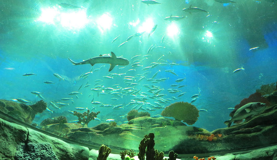 海洋公园水族馆中的鲨鱼