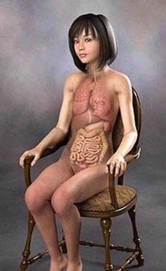 日本3d美女医学人体解剖图