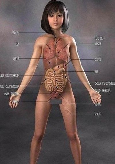 日本<em>美女</em>医学解剖<em>图</em>