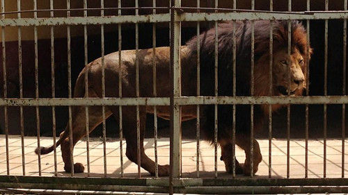 埃塞俄比亚一家动物园清洁人员打搅狮子睡梦被咬死。